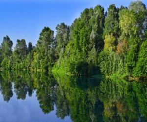 пазл Река с отражением деревьев в воду